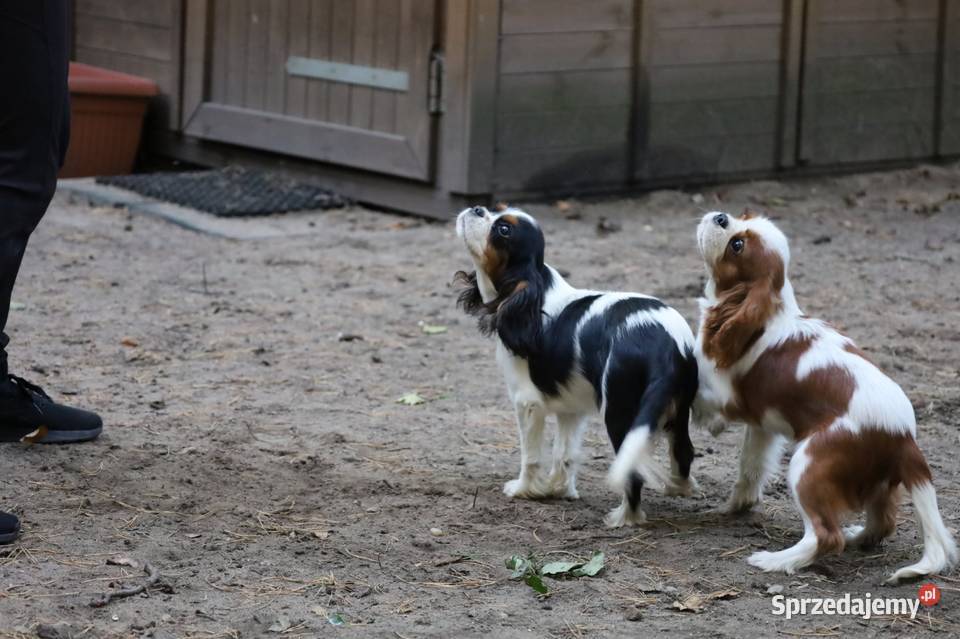 Cavalier King Charles Spaniel suczka
