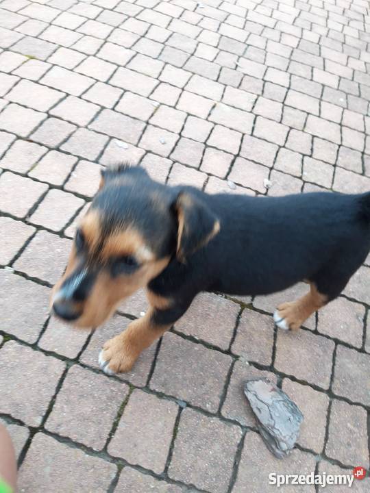 Oddam małego pieska teriera Bircza sprzedam