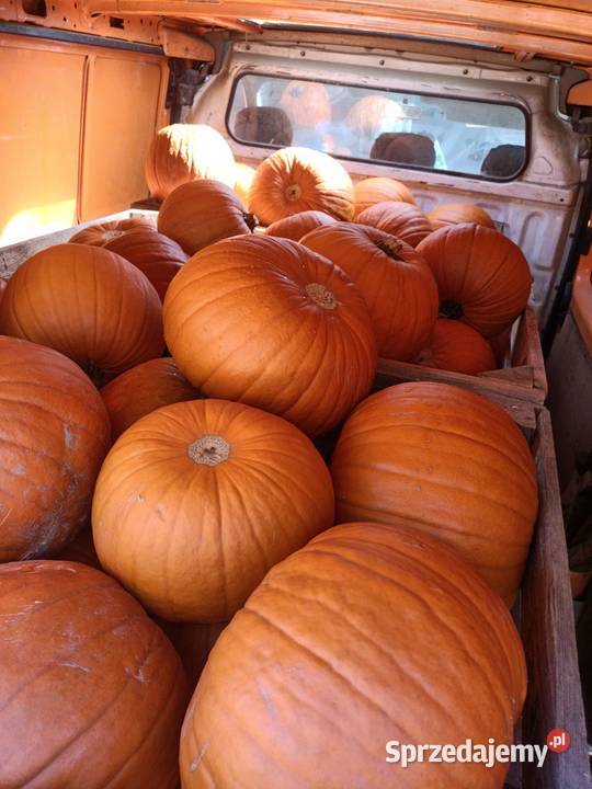 Dynia premium halloween kaliber 410 Miechów