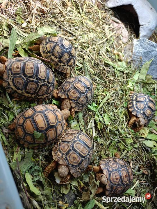 żółw lądowy żółw lamparci żółwie Białystok sprzedam