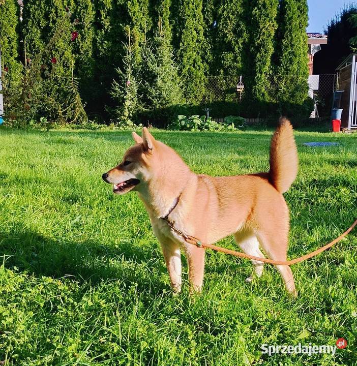 Shiba trzy pieski i suczka wszystkie czerwone Bychawka Trzecia sprzedam