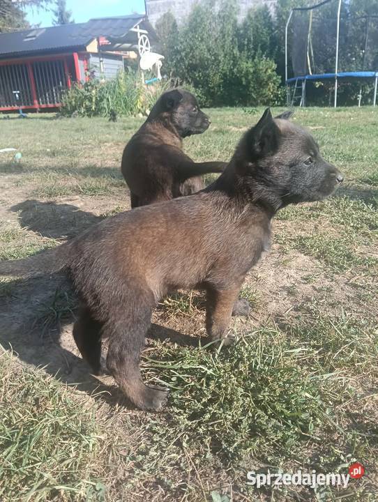 Owczarek belgijski malinois Jedlicze
