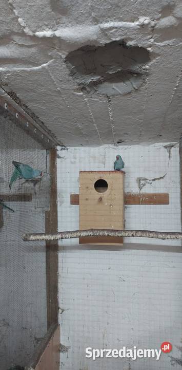 Sprzedam papugi łódzkie Błaszki