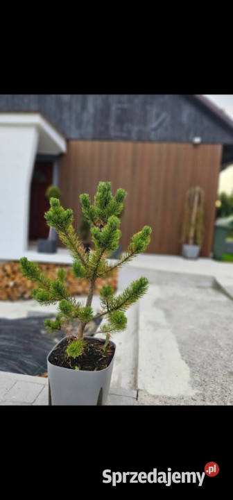 Inwestycja z 20 zwrotem Dom do zamieszkania małopolskie