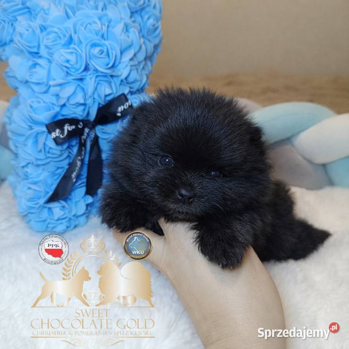 Szpic miniaturowy pomeranian mini czarny piesek mazowieckie sprzedam