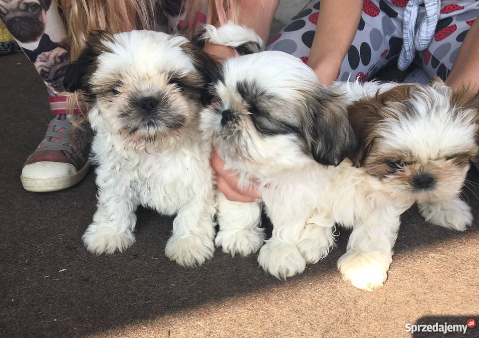 Szczeniaki Shih Tzu