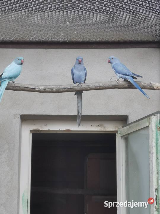 Aleksandretty obrożne Zwierzęta Rypin sprzedam