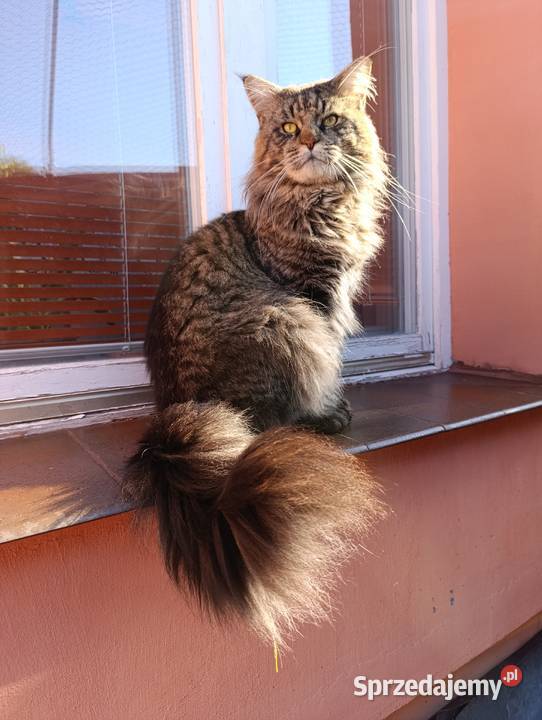 Kocurek Maine Coon Krasnystaw