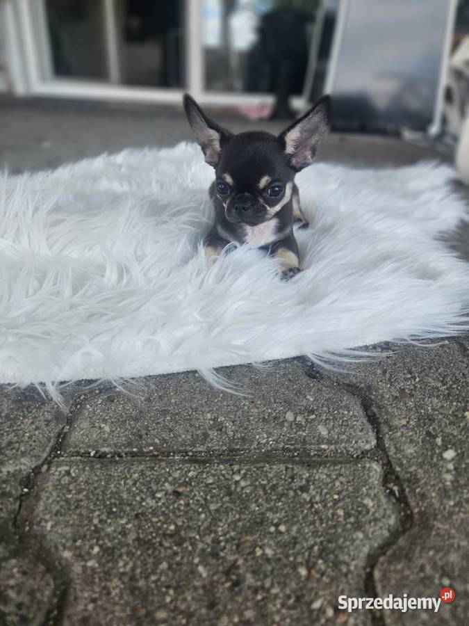 Mini dziewczynka chihuahua 11 tyg Chihuahua Wrocław