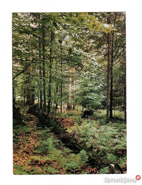 GÓRY ŚWIĘTOKRZYSKIE PUSZCZA JODŁOWA POCZTÓWKA Krynki