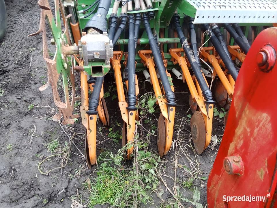 Redlica talerzowa amazone Rudno