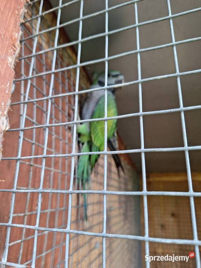 Alexandreta chinska Krzyżanowice