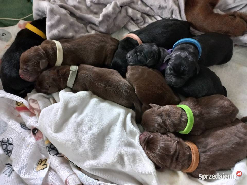 Labrador Retriever ZKwP FCI Szczenięta Lniano