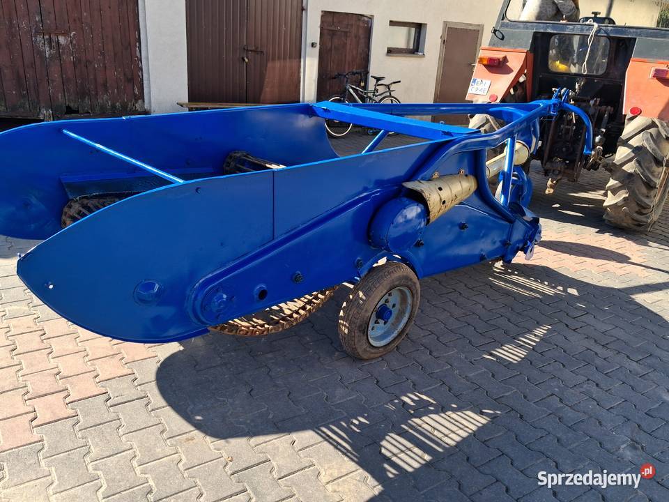 kopaczka dwurzędowa Czarnocin