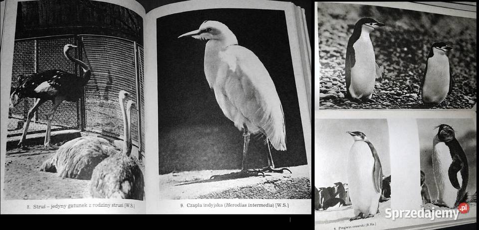 Ptaki Mały słownik zoologiczny Tom 12 Przemysław Rok wydania 1990 lubelskie Chełm