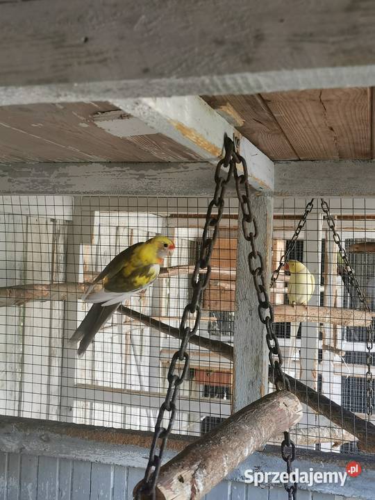 Ptaszki że zdięcia zmienią woliere Maryszewice sprzedam