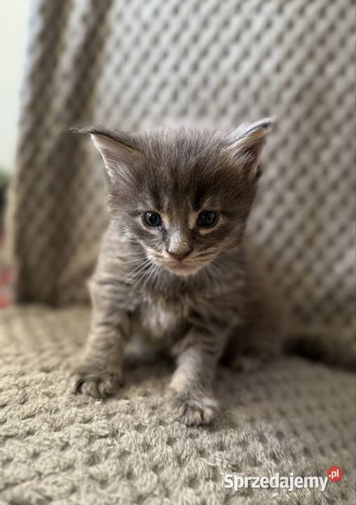 Kocięta Maine Coon odbiór na Walentynki Wrocław sprzedam