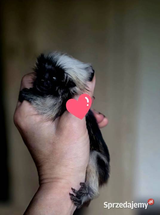 Tamaryna białoczuba Saguinus oedipus młode Katowice