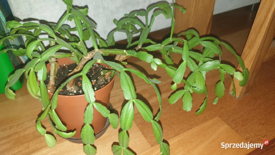 Grudnik wielkanocnik stara odmiana rozpiętość Warszawa sprzedam