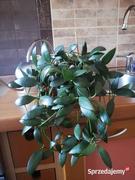 Hoya hoja hoia leytensis unikatowa roślina Szczecin