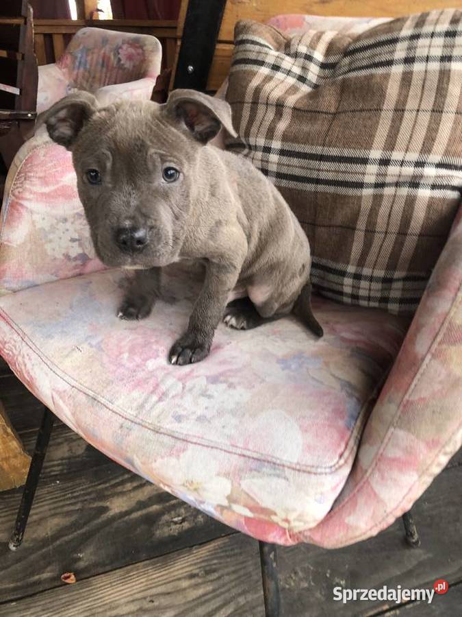 Amstaff szczeniaki Zwierzęta