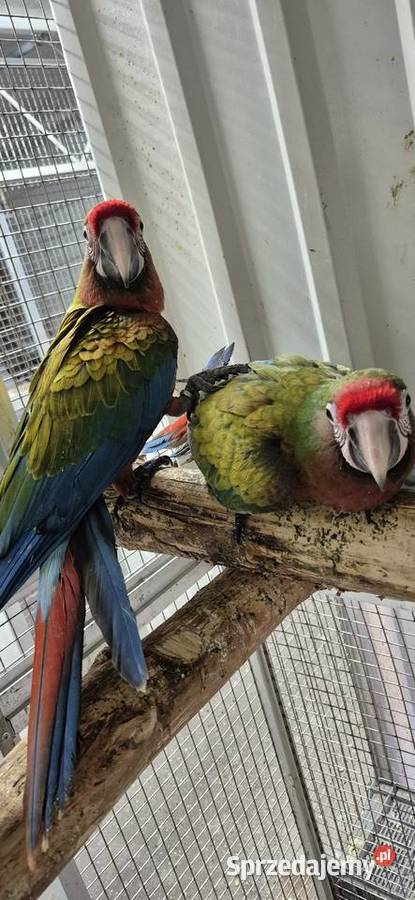 Sprzedam papugi z 2025 wielkopolskie Grodzisk Wielkopolski sprzedam