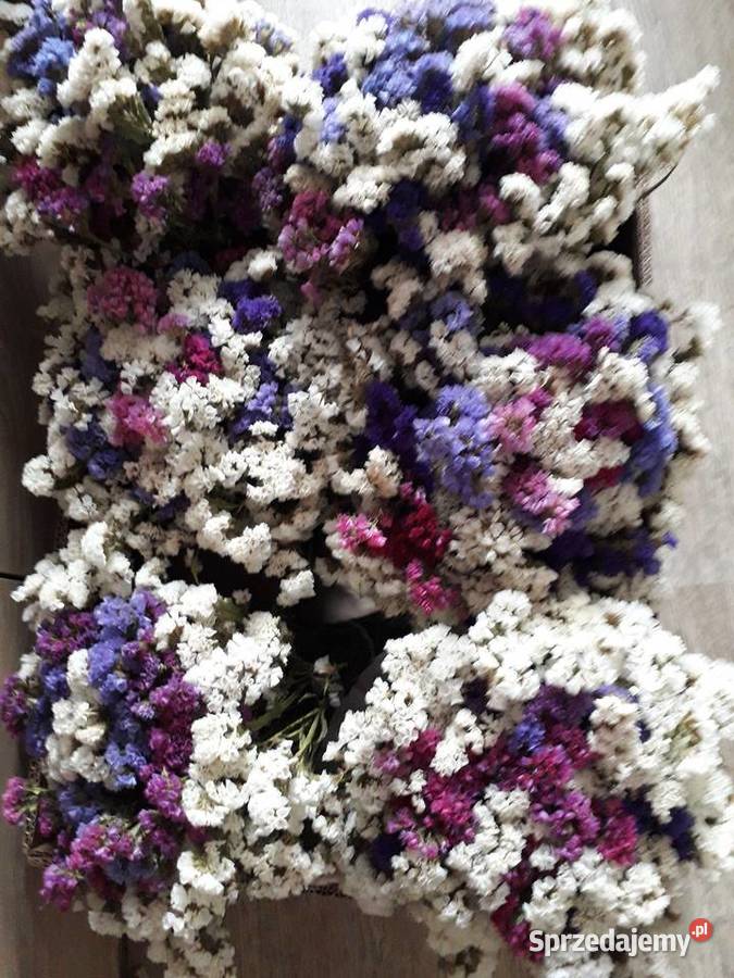 Zatrwian wyrębny suszony biały Łódź