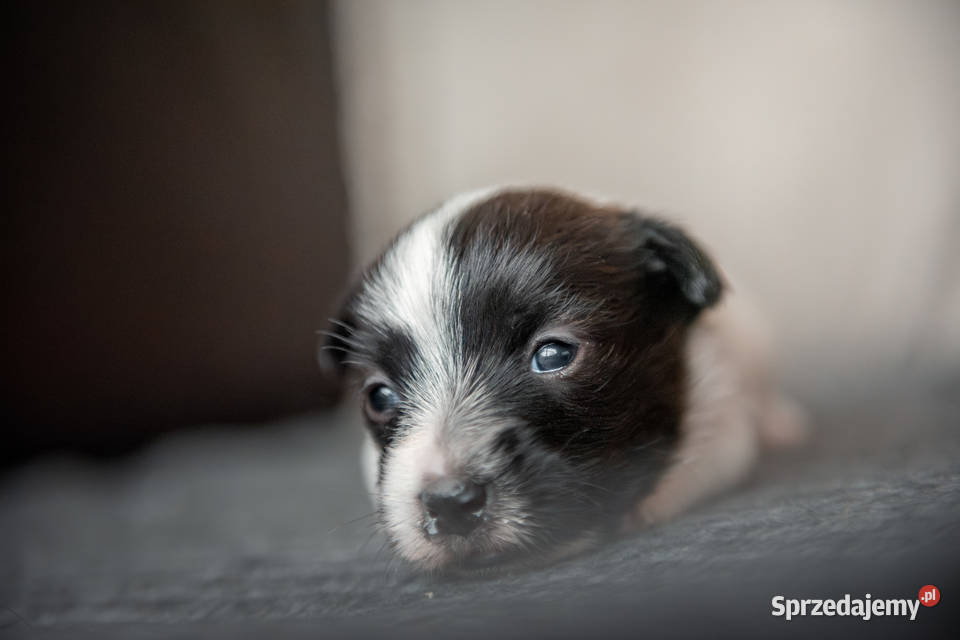 Szczenięta Jack Russell Terrier ZKwP czarnobiałe Kutno