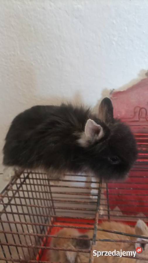 Sprzedam miniaturki małopolskie sprzedam