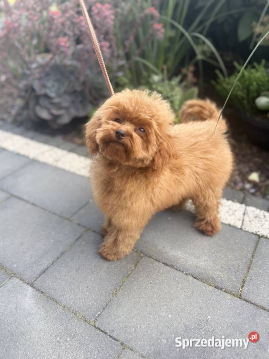 Pudel Toy piesek