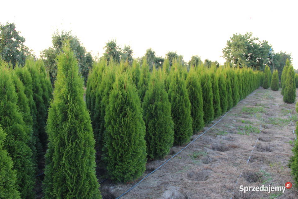 Tuja SzmaragdThuja Smaragd 180200 SUPER JAKOŚĆ mazowieckie Warszawa