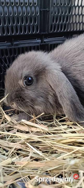 Króliki miniaturki mini lopp Pozostałe Gorzów Wielkopolski