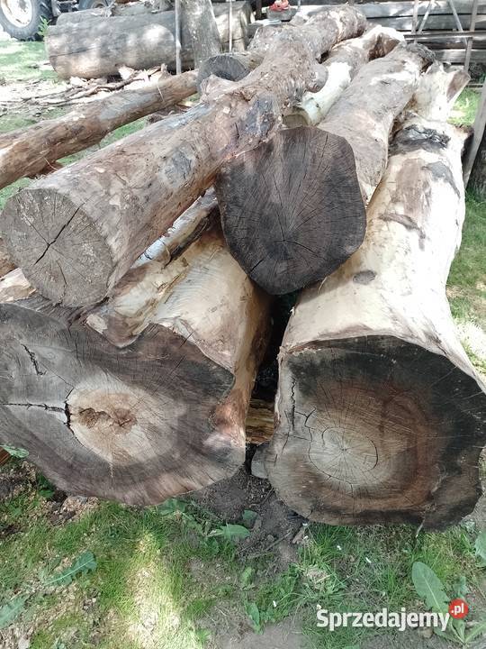 Sprzedam kłody orzecha włoskiego okorowane Uchanie