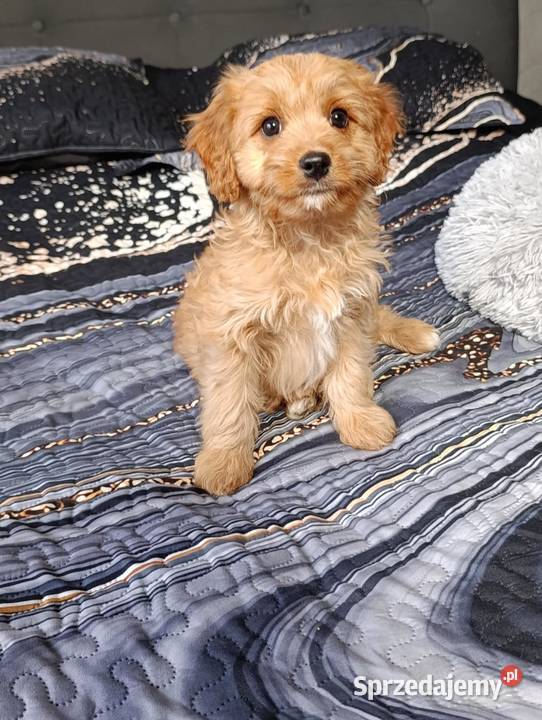 Cavapoo suczka Szczaworyż