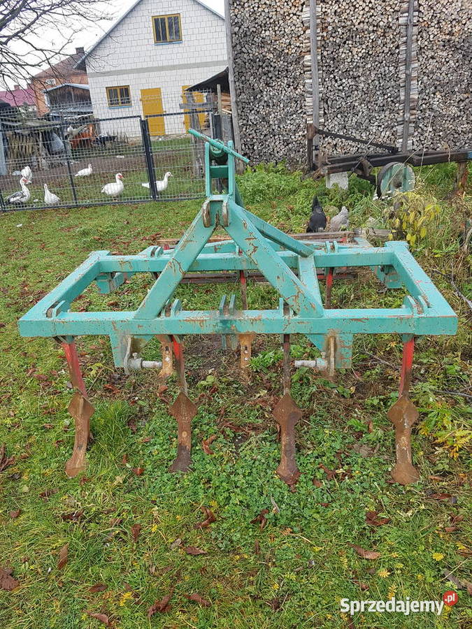 Gruber ścierniskowy Wola Wielka