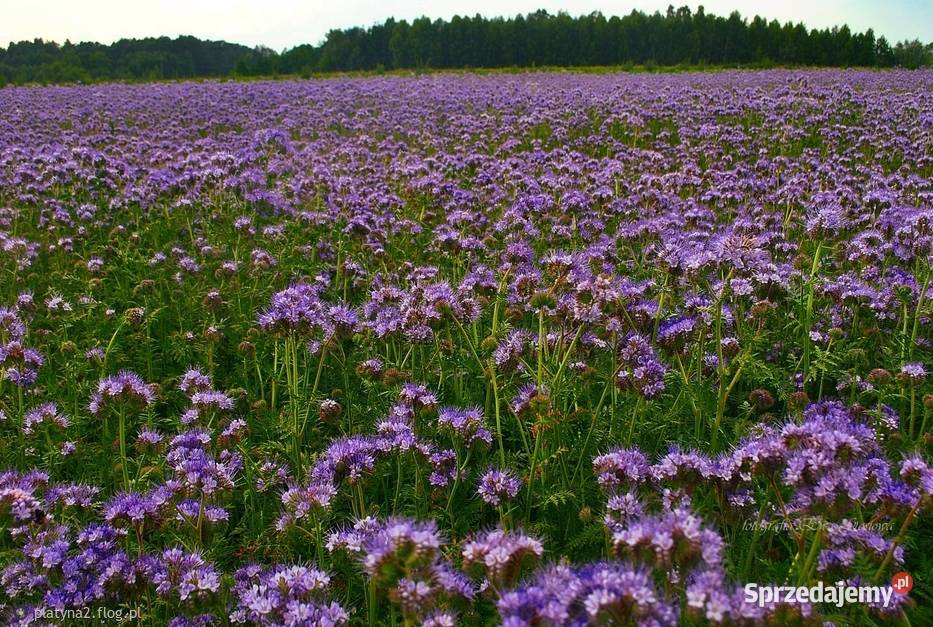 Facelia błękitna poplon dopłaty roślina Pozostałe Sokółka