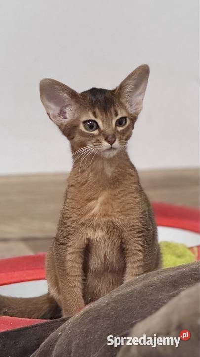 Kocięta abisyńskie kociak sprzedam