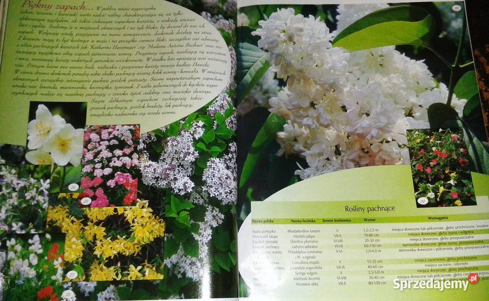 Działkowiec specjalny 12342004 Chełm sprzedam