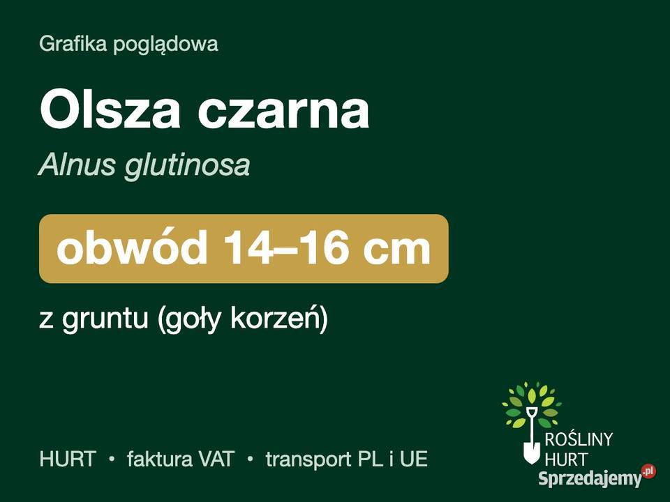 Olsza czarna Alnus glutinosa obwód 1416 z gruntu
