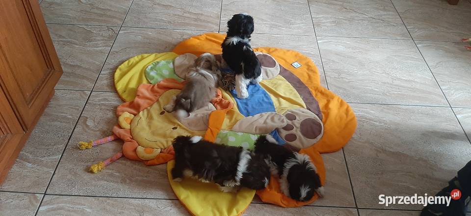 Tybetańskie rozrabiaki kujawsko-pomorskie Drzewianowo