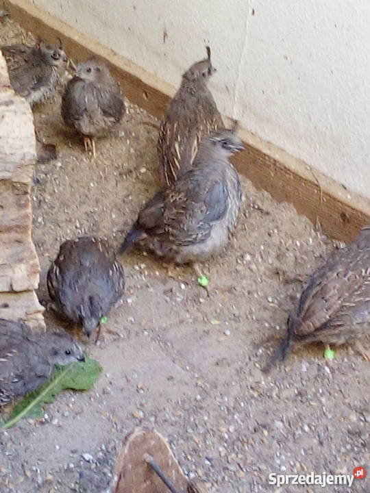 Przepiór kalifornijski Ptaki Syców