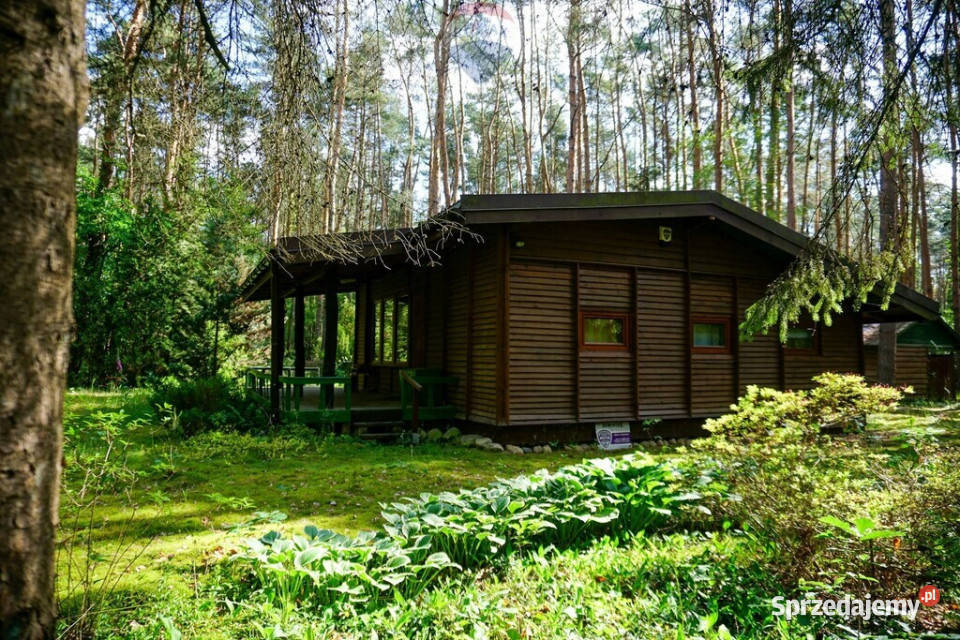 Leśna działka 2100 m z domkiem Radziejowice Adamów-Wieś