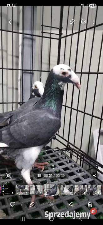 Golebie Niedrzwica Duża sprzedam