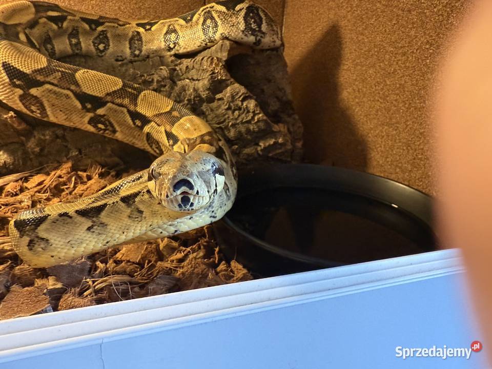 Boa Imperator Normal Bydgoszcz