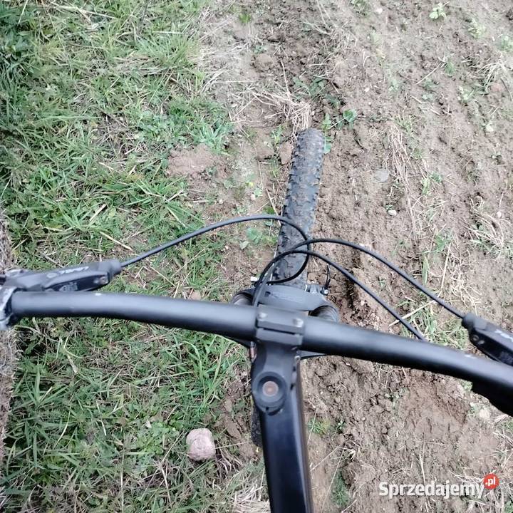 Dartmoor Black Bird Doinwestowany Brzeźnica-Kolonia