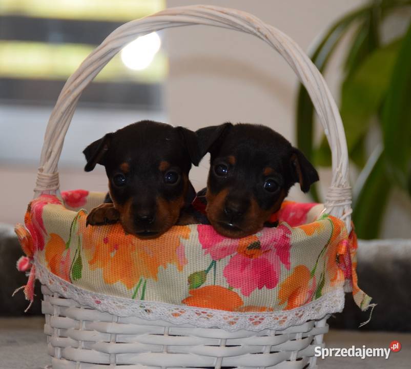 Pinczer miniaturowy szczenięta Zkwp fci Zwierzęta Łochów
