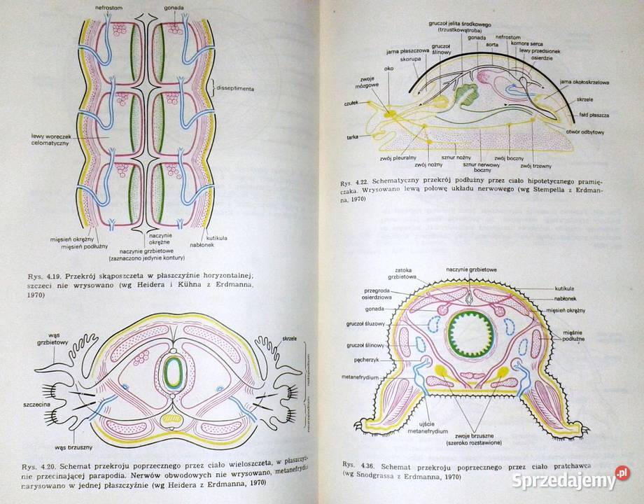 Zoologia Tom 1 Część ogólna B Aleksander Rajski Chełm