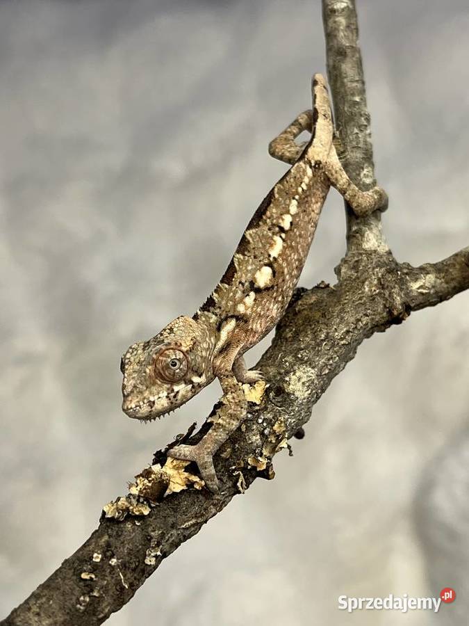 Kameleon lamparci 4 samiczki Tczew