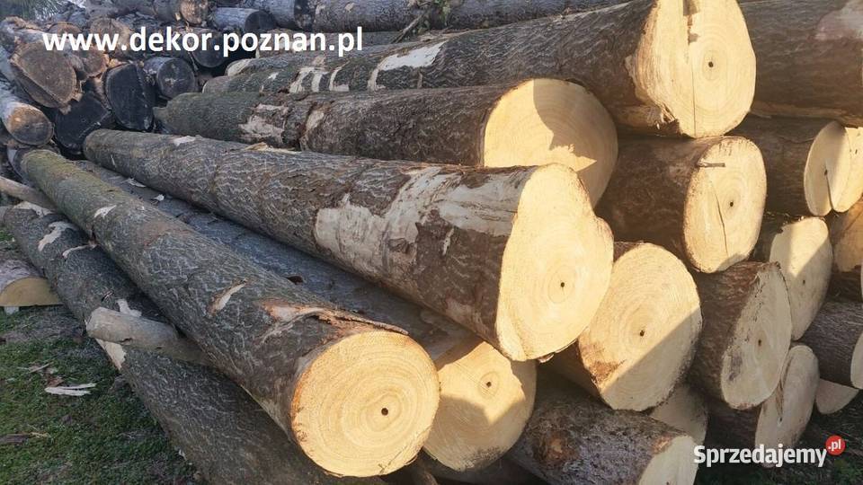 Paulownia drzewo tlenowe Poznań sprzedam