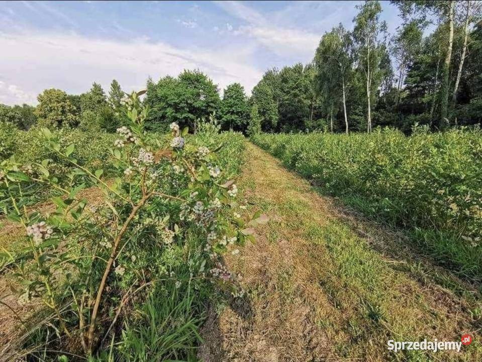 Borówka amerykańska owoce świętokrzyskie Mirzec